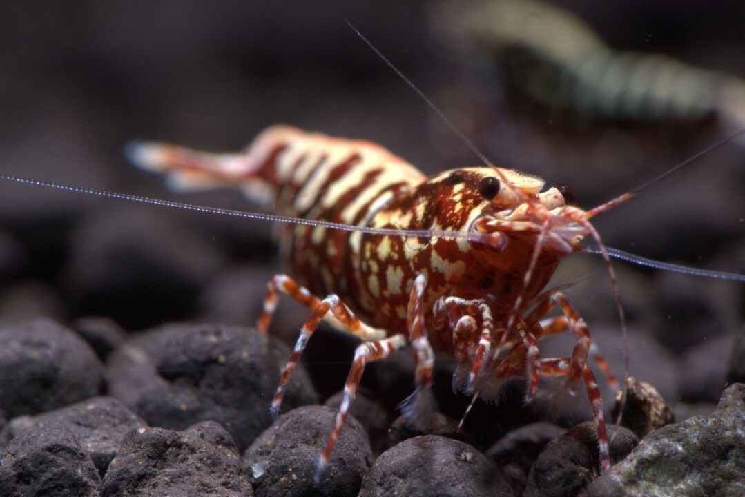 https://covyshrimp.com/caridina---tep-lanh.html