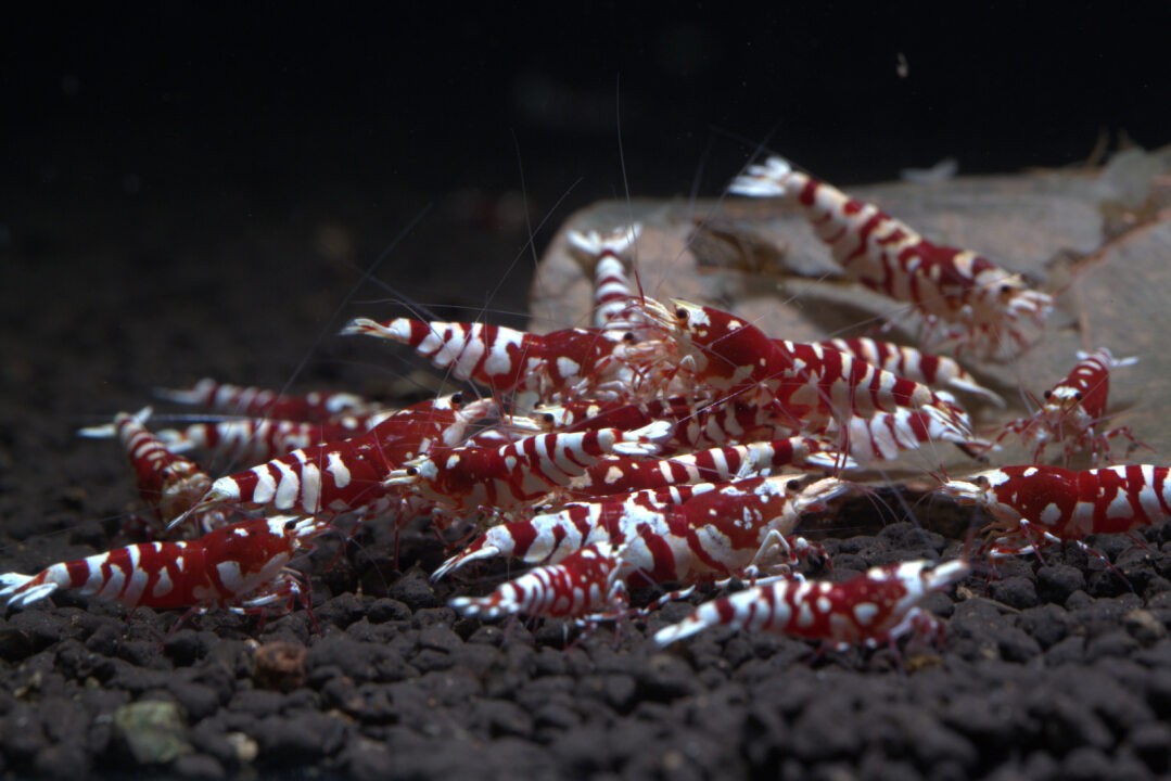 Caridina - Tép Lạnh
