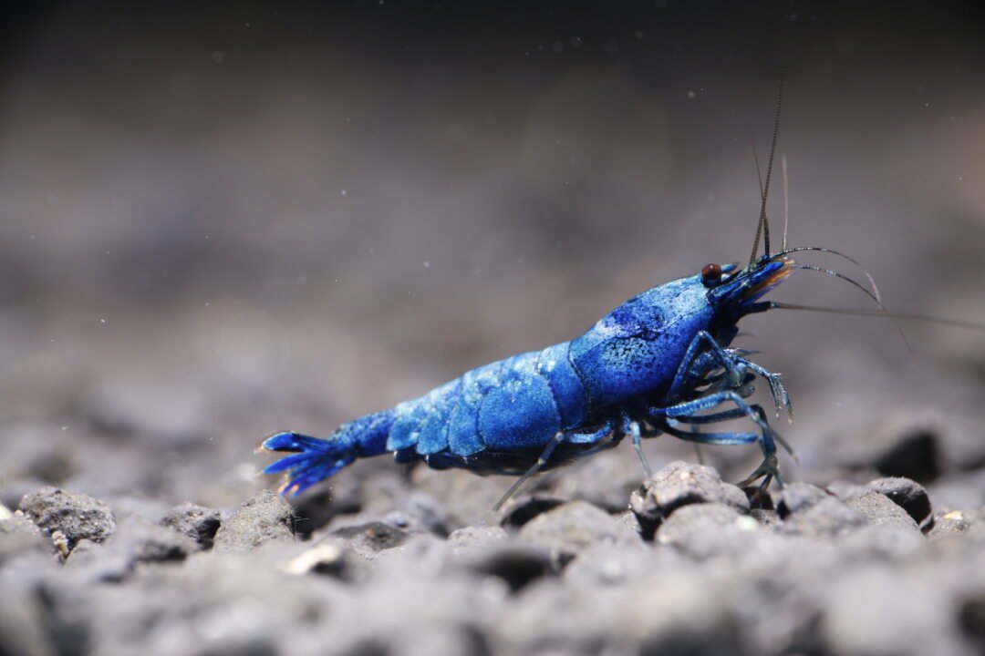 Extreme Blue