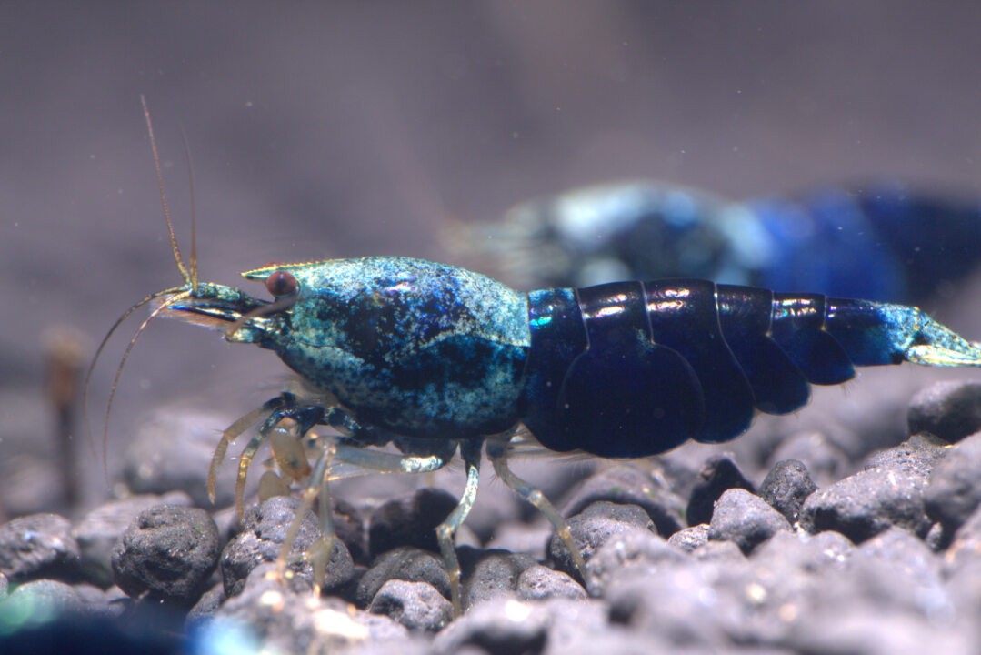 Blue Sapphire