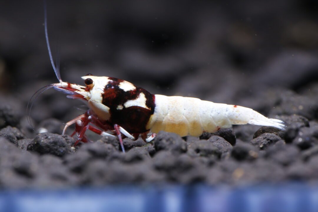 Red Pinto Spotted Head