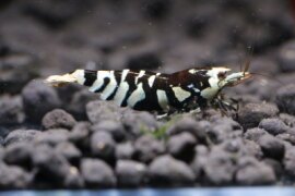 Black Fancy Tiger (Mid Grade)