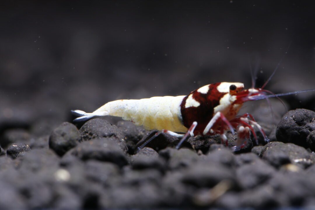 Red Pinto Spotted Head