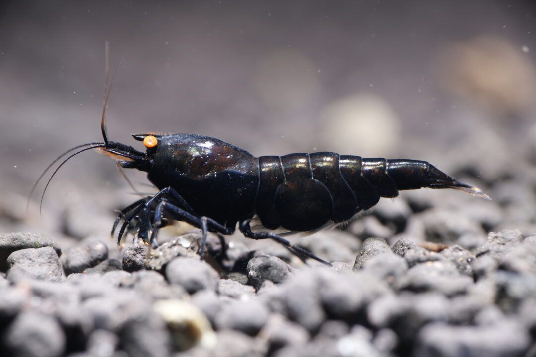 Black Devil