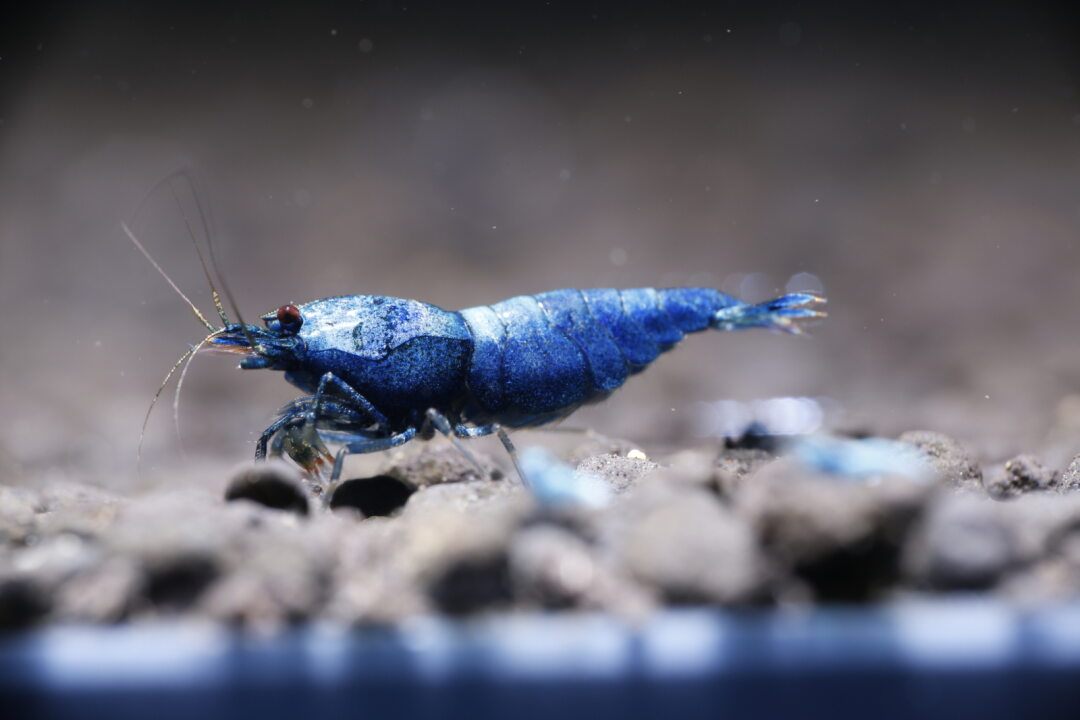 Extreme Blue