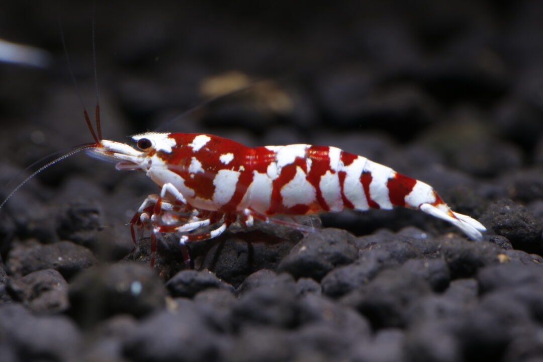 Red Fancy Tiger (Mid Grade)