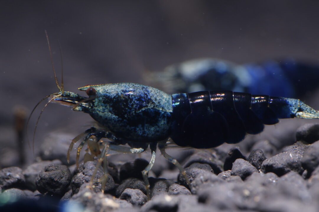 Blue Sapphire