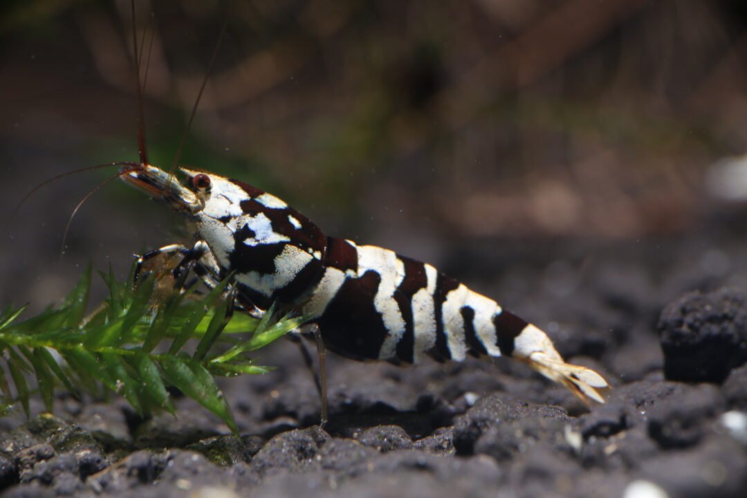 Black Fancy Tiger (Mid Grade)