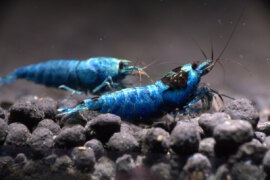 Blue Mosura