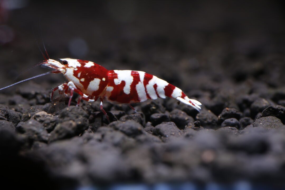 Red Fancy Tiger (Mid Grade)