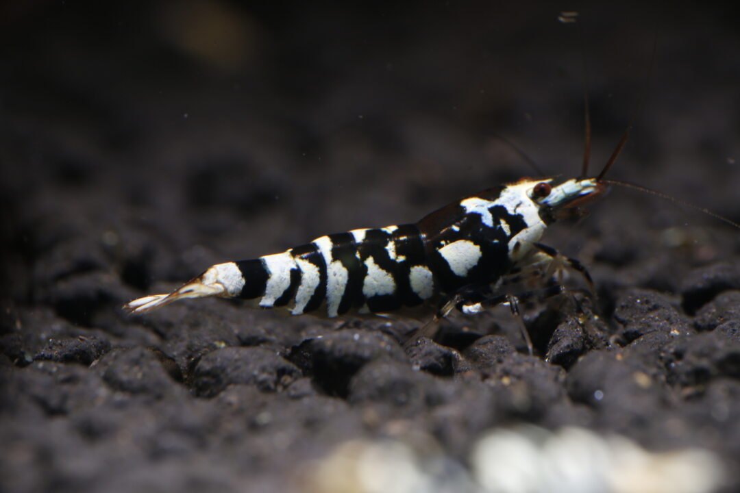 Black Fancy Tiger (Mid Grade)