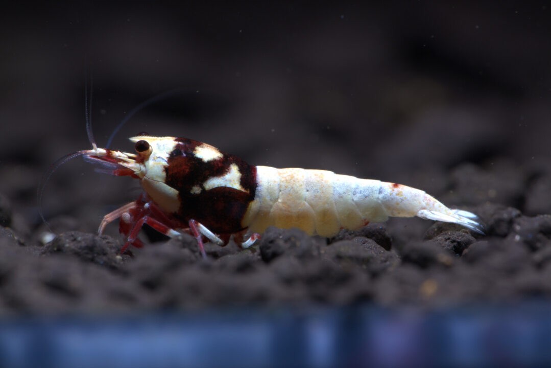 Red Pinto Spotted Head