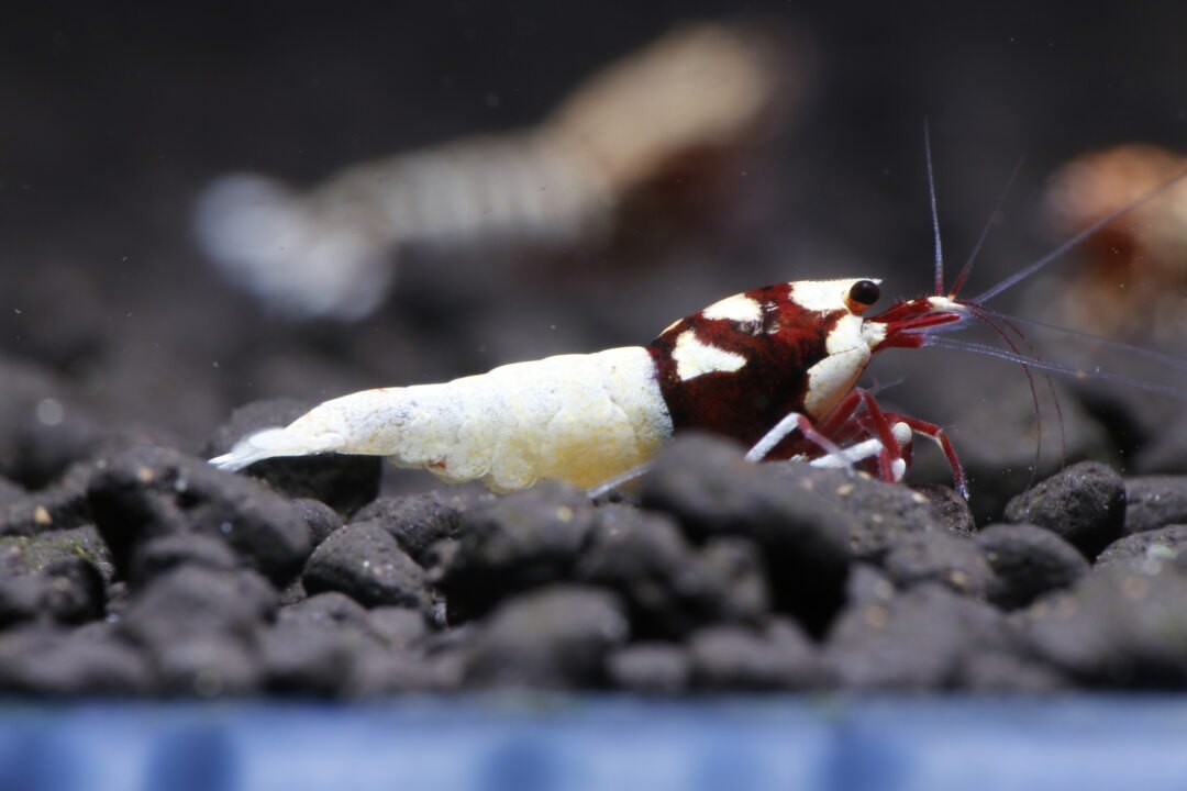 Red Pinto Spotted Head