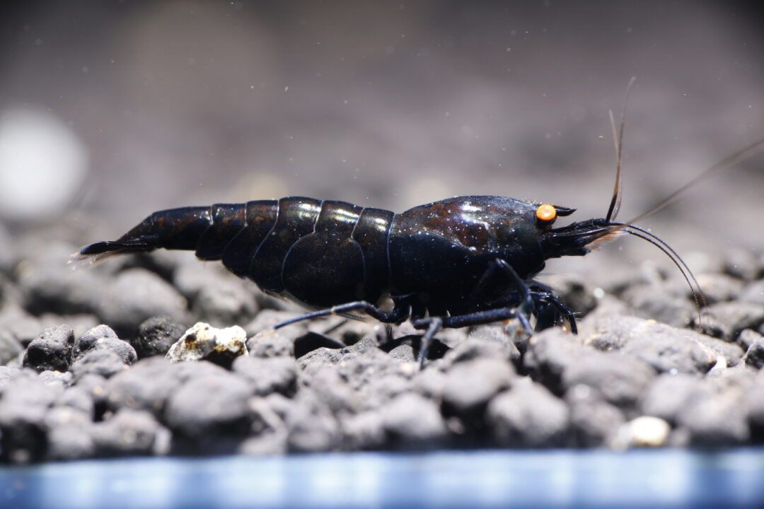 Black Devil