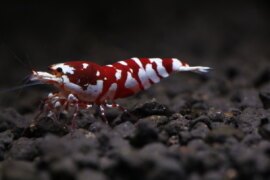 Red Fancy Tiger (Mid Grade)