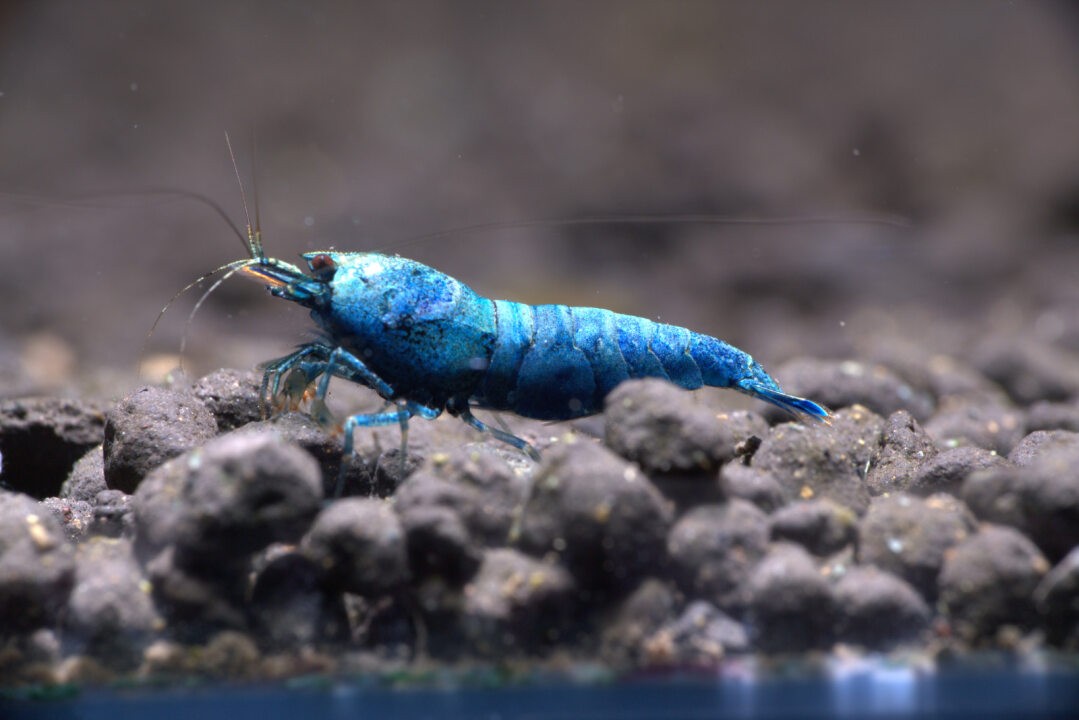 Extreme Blue