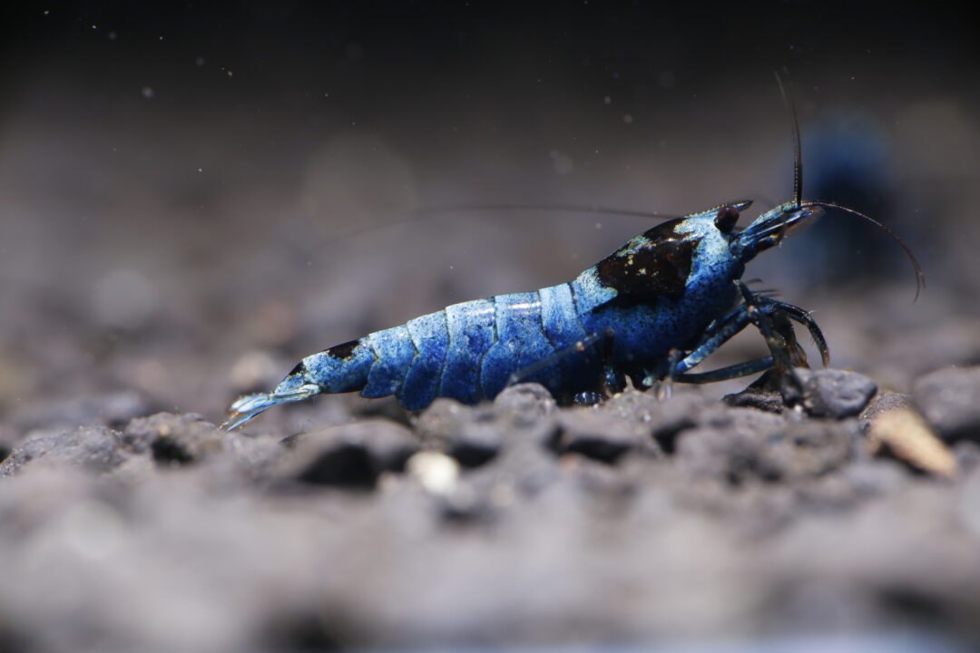 Blue Mosura